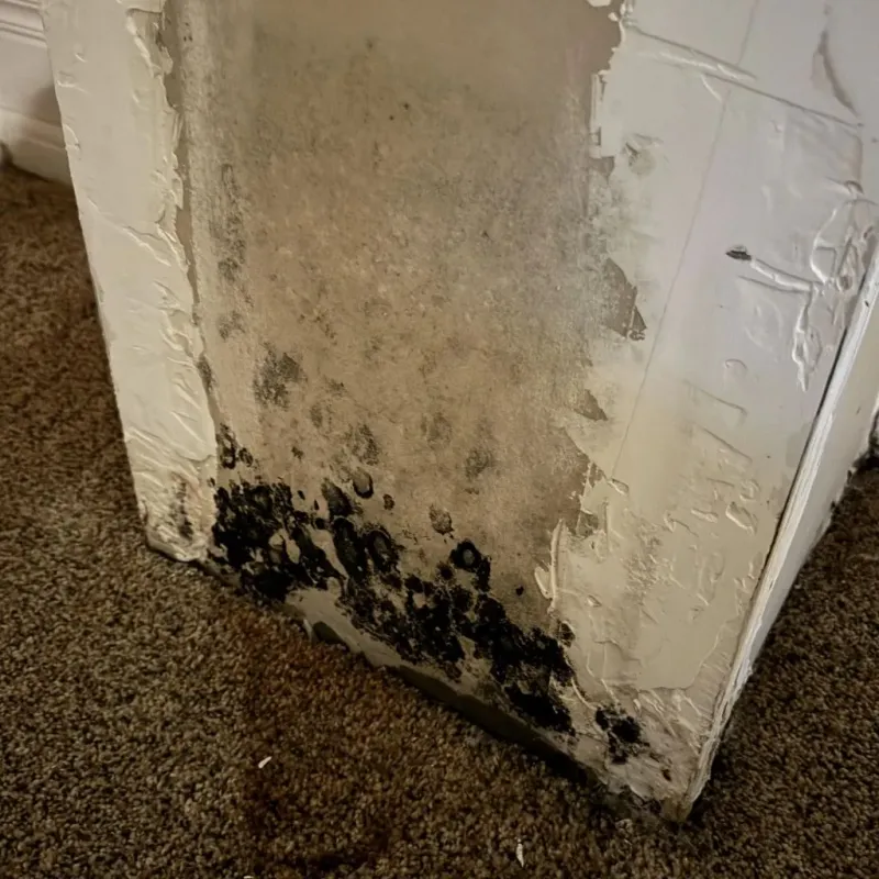Professional Mold Removal in Youngsville, LA